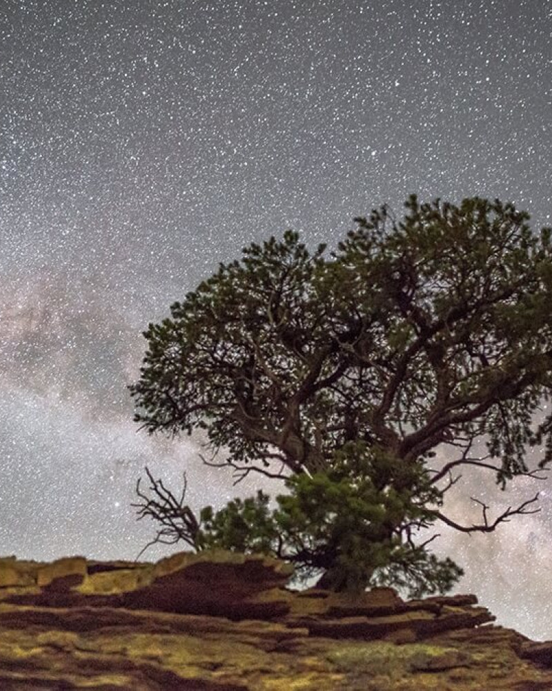 A tree with the night sky in the background